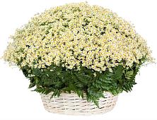 Цветочная композиция из Ромашки в корзине #REPLACE_PRED# Первомайском Кировской области